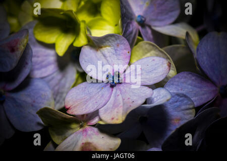 Closeup/macro of beautiful Hydrangea Macrophylla flower in a garden Stock Photo