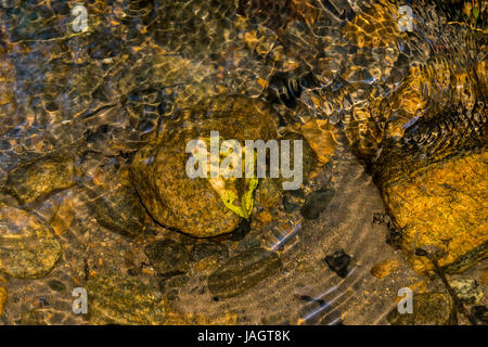 A dried leaf rests on a rock at the bottom of a small stream running through deep forest in Masinagudi. Rays of light, finding their way through the s Stock Photo