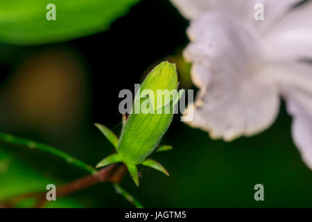 Closeup of an unbloomed Hibiscus stigma or Carpel flower bud (Hibiscus rosa-sinensis) in its dark colorful surrounding Stock Photo