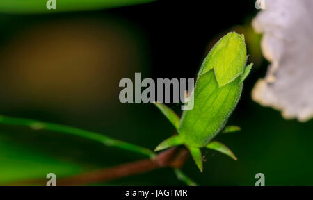 Closeup of an unbloomed Hibiscus stigma or Carpel flower bud (Hibiscus rosa-sinensis) in its dark colorful surrounding Stock Photo