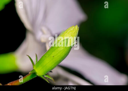 Closeup of an unbloomed Hibiscus stigma or Carpel flower bud (Hibiscus rosa-sinensis) in its dark colorful surrounding Stock Photo