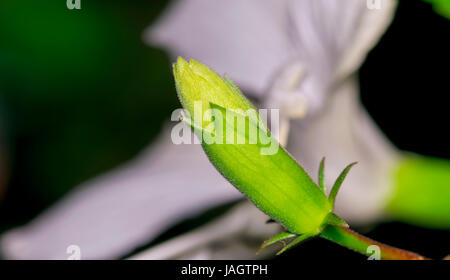 Closeup of an unbloomed Hibiscus stigma or Carpel flower bud (Hibiscus rosa-sinensis) in its dark colorful surrounding Stock Photo