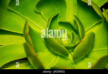 Extreme closeup of a beautiful Hen and Chicks or Rosette or stone lotus plant nematodes in a garden Stock Photo