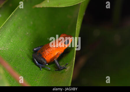 Strawberry Poison-dart Frog (Dendrobates pumilio) blue jeans colour morph, sat on leaf, Costa Rica, March Stock Photo