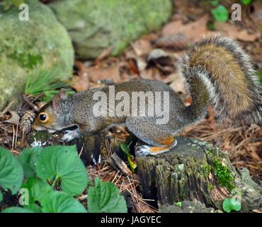 Close up of Eastern Gray squirrel, Sciurus carolinensis, on the ground, gnawing on an old moss covered tree stump in the woods Stock Photo