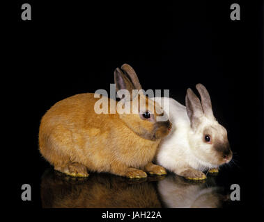 Pygmy rabbits,adult animals,black background, Stock Photo