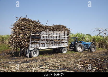 Belize,orange Drumming District,tractor,trailer,sugarcane,transport,Fairtrade, Stock Photo