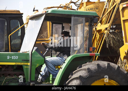 Belize,orange Drumming District,sugarcane,harvest,tractor,harvester,man,no model release, Stock Photo