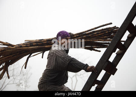 Belize,orange Drumming District,man,sugarcane,harvest,Fairtrade,no model release, Stock Photo