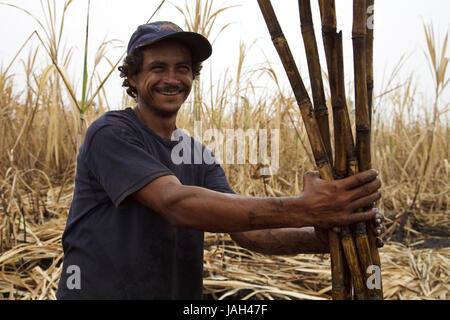 Belize,orange Drumming District,man,sugarcane,harvest,Fairtrade,no model release, Stock Photo