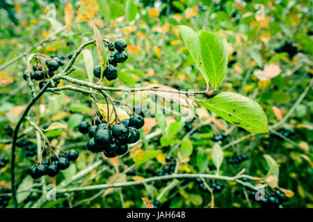 Aronia Melanocarpa hanging on a branch in nature Stock Photo