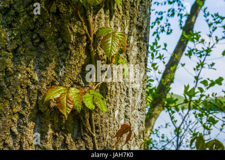 Poison Ivy growing up a tree in Connecticut Stock Photo