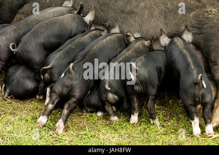 Small black piglets suckling from a sow Stock Photo