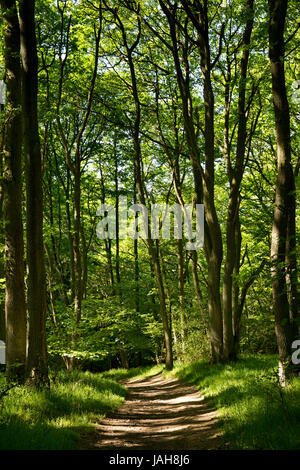 UK, England, Shropshire, The Wrekin, Ercall Wood, Shropshire Way path passing through mixed woodland Stock Photo