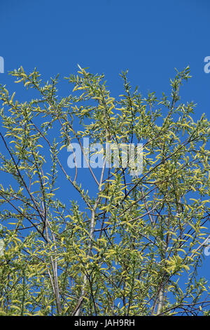 Salix osier, the common willow. Stock Photo