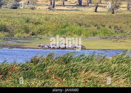 Hippos having a snooze in Taranguire National Park Stock Photo