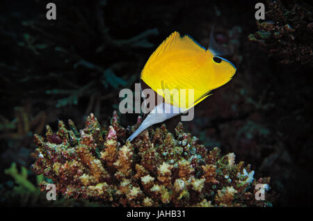 Longnose butterflyfish, Forcipiger longirostris, feeding on coral on a tropical coral reef in Maldives, Indian Ocean Stock Photo