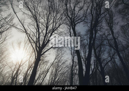 tree branches against the sky and sun in forest Stock Photo