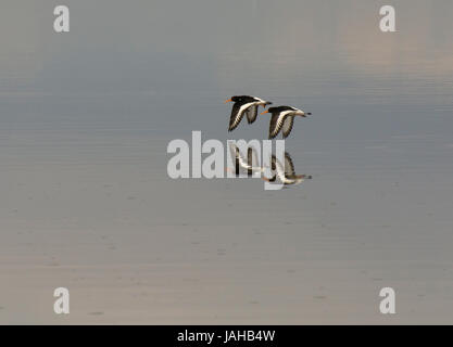 Eurasian Oystercatchers, Haematopus ostralegus, flying over still water with reflection in Morecambe bay, England, UK Stock Photo