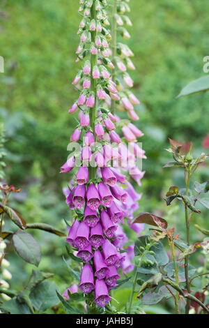 Digitalis Purpurea. Foxgloves in Rousham House Gardens. Oxfordshire, England Stock Photo