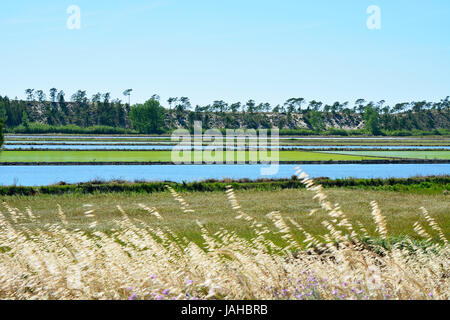 Rice fields at Comporta, Alentejo, Portugal Stock Photo