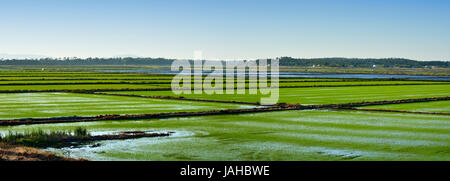 Rice fields. Comporta, Alentejo, Portugal Stock Photo