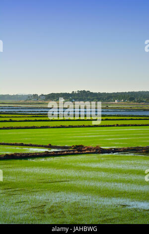 Rice fields. Comporta, Alentejo, Portugal Stock Photo