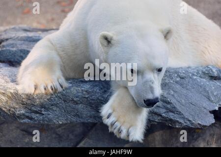 Eisbär liegt auf einem Felsvorsprung und schläft Stock Photo