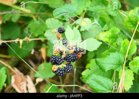 Wild blackberries growing on the road when you come out of  The Magura Cave, right next to The Rabisha Lake, North West Bulgaria. Stock Photo