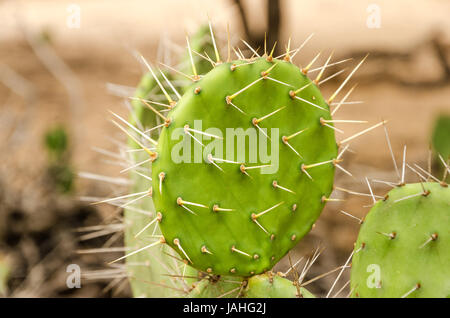 Closeup view of a cactus in La Guajira, Colombia Stock Photo