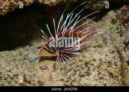 A tropical fish clearfin lionfish, Pterois radiata, underwater in the lagoon of Bora Bora, Pacific ocean, French Polynesia
