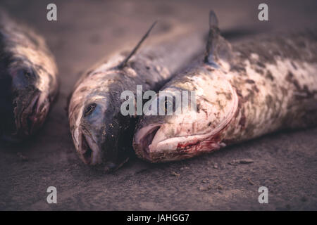 Ilha Do Mel, Paraná, Brazil - June 3, 2017: Feast of the Mullet on Ilha Do Mel (Honey Island). Stock Photo