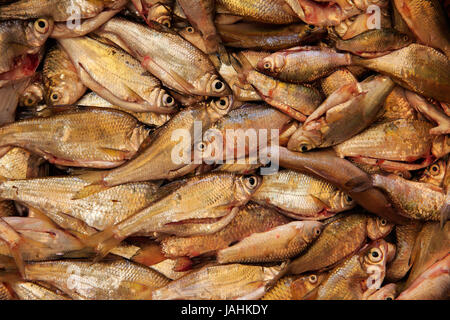 A catch of small fishes in a basket Stock Photo