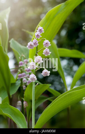Close-up image of the delicate spring flowering, pink Lily-of-the-valley scented flowers also known as Convallaria Majalis var rosea. Stock Photo