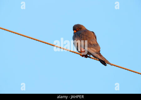 A stunning adult male Red-footed Falcon Falco vespertinus perched on a wire on migration in northern Greece Stock Photo