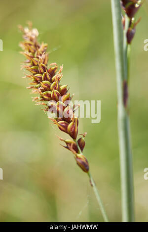 Carex flacca Schreb. subsp. Flacca Stock Photo