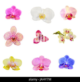 Many types, collection of orchids flowers, purple, white, blue, yellow, pink. Orchidaceae, Phalaenopsis known as the Moth Orchid, abbreviated Phal. Wh Stock Photo