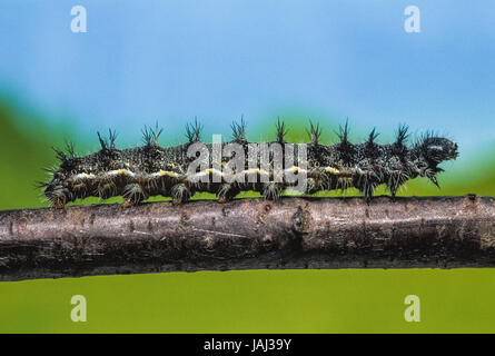 Painted Lady caterpillar, Vanessa cardui, crawling along branch, London,  United Kingdom Stock Photo
