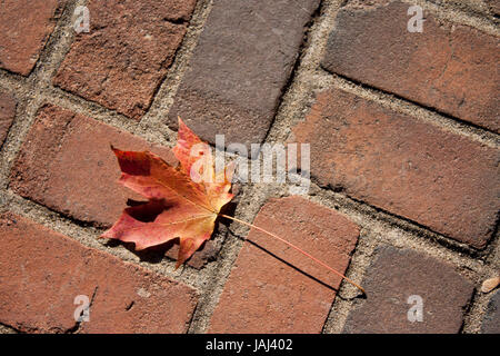 A lone leaf sits on a brick sidewalk. Stock Photo