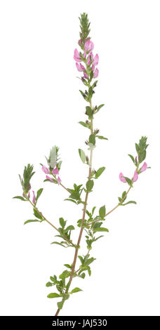 single flower (Ononis arvensis) on white background Stock Photo