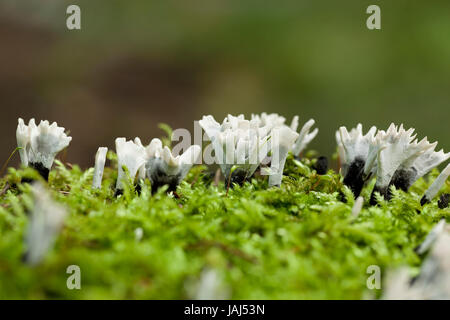 grey group mushroom (Xylaria hypoxylon) on moss Stock Photo