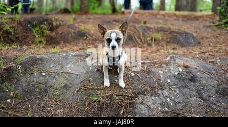 A Chihuahua Dog sitting in the forest looking at camera Stock Photo