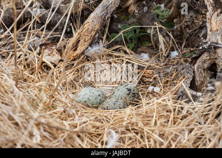 Seagull eggs in nest on Anacapa Island in Channel Islands National Park, California. Stock Photo