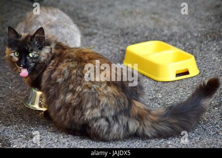 Brown and Grey (Two) Cat / Cats Eating Together Stock Photo