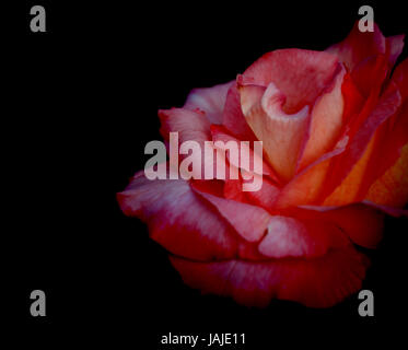 Red rose flower on black background for love, condolence or celebration Stock Photo