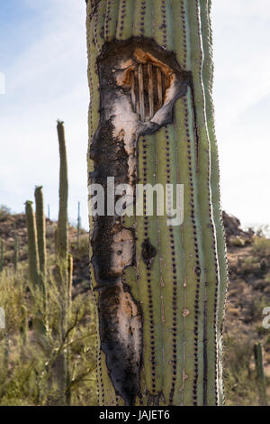 Damaged Saguaro Cactus (Carnegiea gigantea)  reveals the inner structure called the skeleton or cactus ribs. Stock Photo