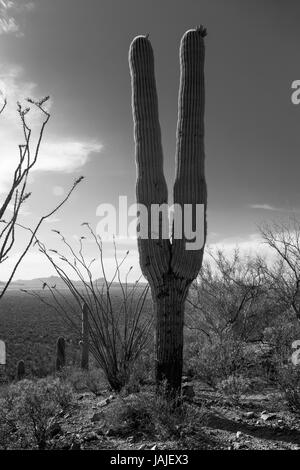 Black and white image of a saguaro cactus, looks like two legs in the air, victory sign, peace sign, tuning fork.. vintage look. Stock Photo