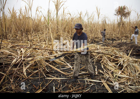 Belize,orange Drumming District,men,sugarcane,harvest,Fairtrade,no model release, Stock Photo