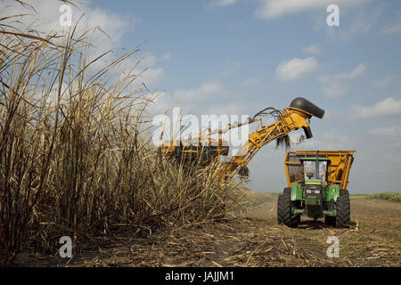 Belize,orange Drumming District,sugarcane,harvest,tractor,harvester, Stock Photo