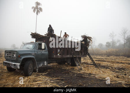 Belize,orange Drumming District,men,truck,sugarcane,harvest,Fairtrade,no model release, Stock Photo